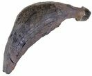 Fossil Sperm Whale Tooth - South Carolina #63557-1